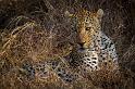 113 Zuid-Afrika, Sabi Sand Game Reserve, luipaard